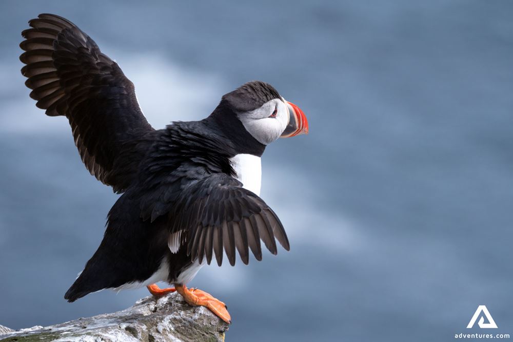 Puffin Spread His Wings