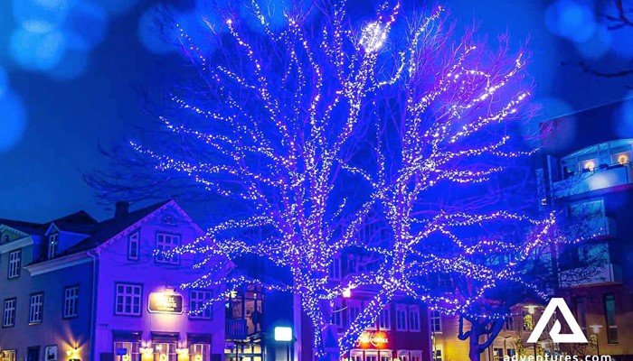 Tree Decorated with Christmas Lights in Iceland