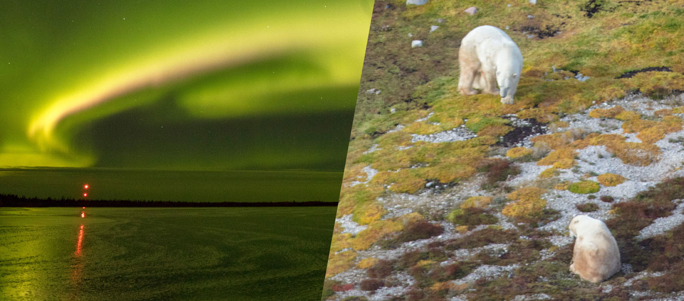 Polar Bears and Northern Lights Arctic Adventure