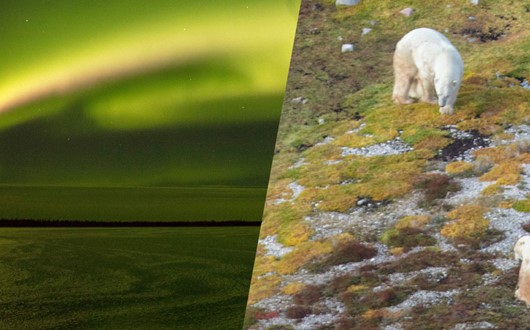 Polar Bears and Northern Lights Arctic Adventure