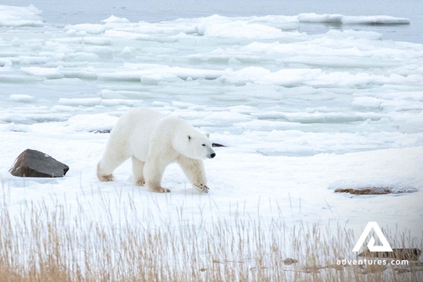 White Polar Bear in Canada