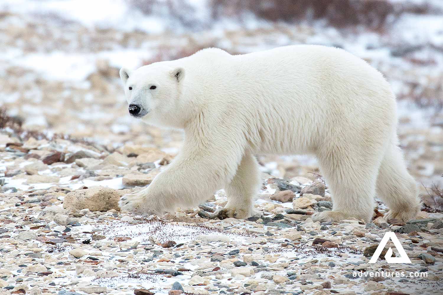 Wild Polar Bear in Churchill Manitoba