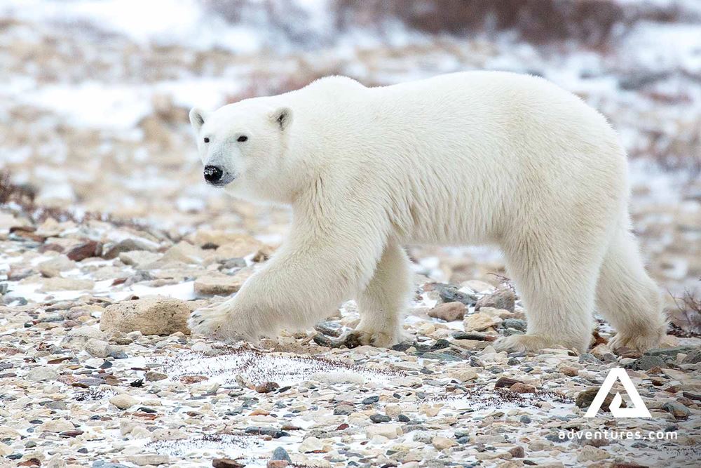 Wild Polar Bear in Churchill