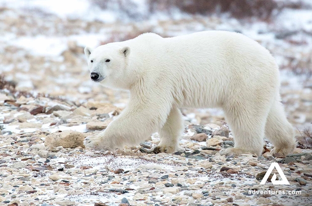Wild Polar Bear in Churchill Manitoba