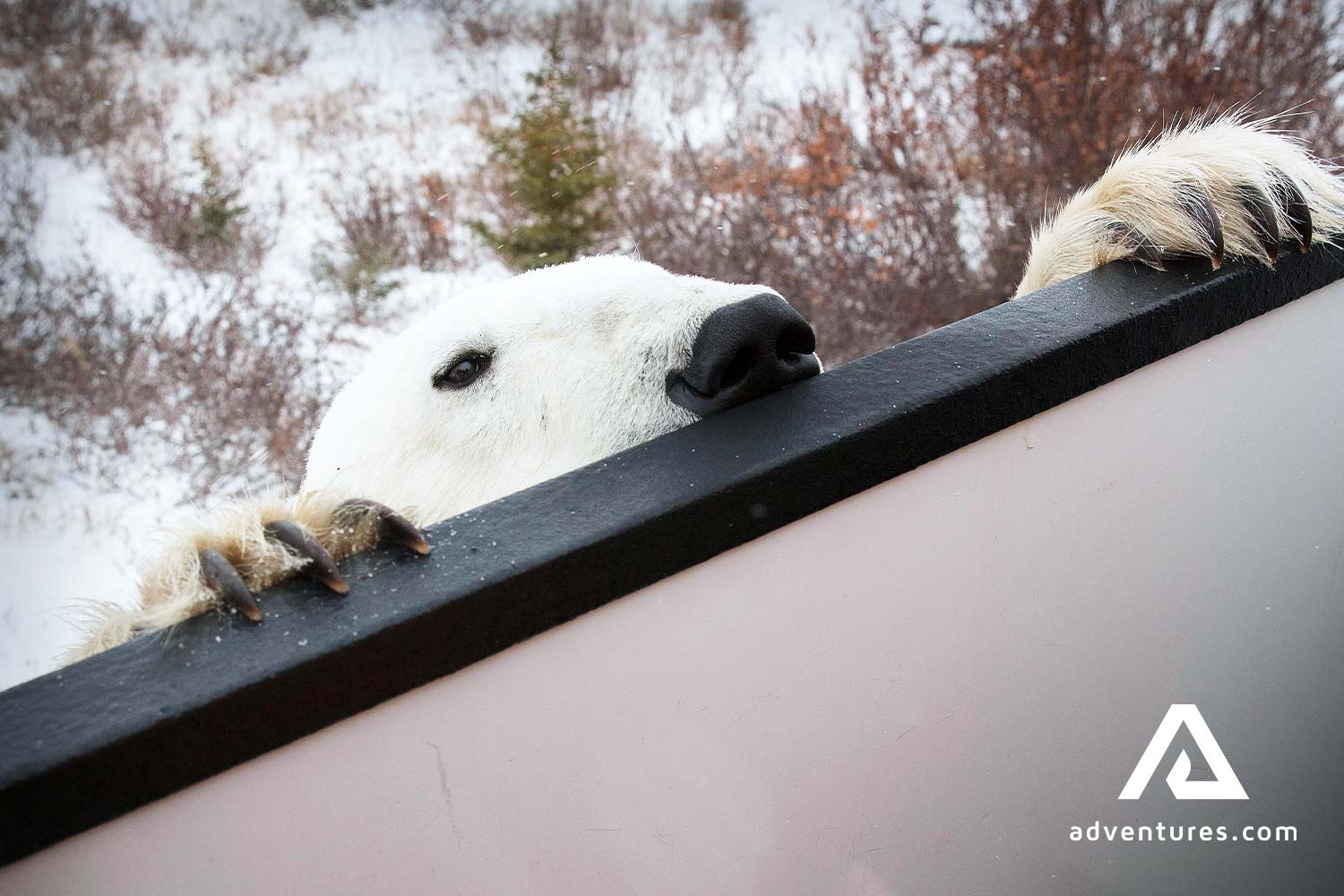 White Polar Bear in Canada