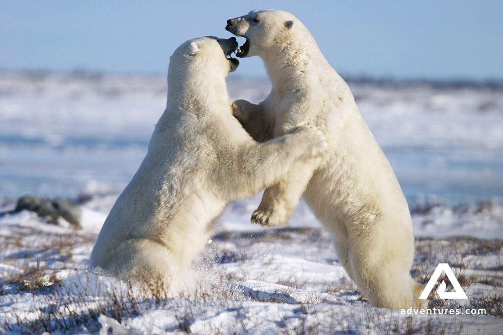 Two Wild Polar Bears