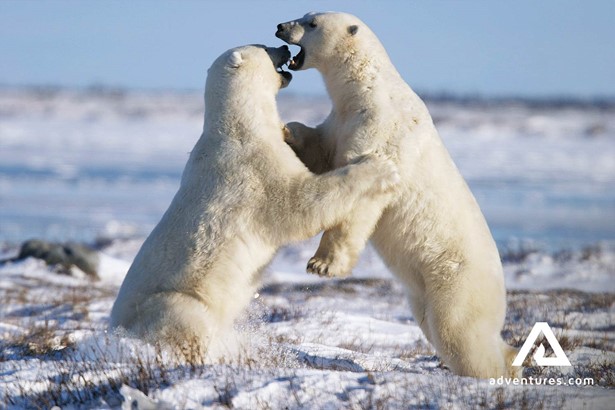 Two White Wild Polar Bears in Canada
