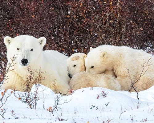Ultimate Polar Bear Adventure in Churchill, Manitoba