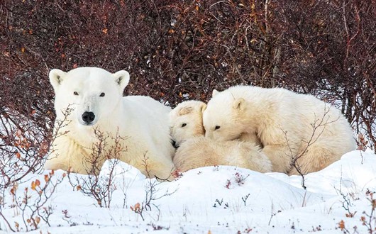 Ultimate Polar Bear Adventure in Churchill, Manitoba