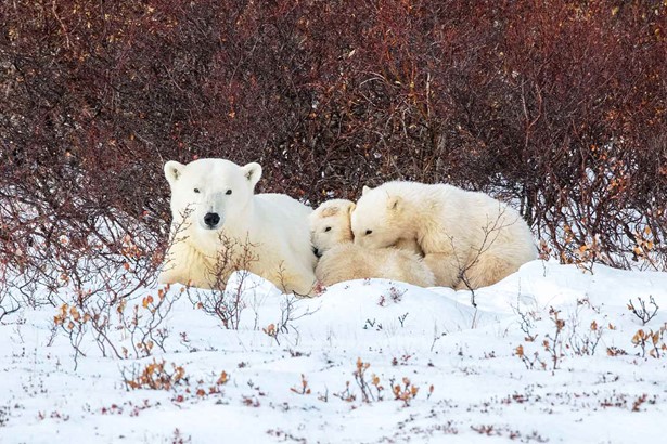 White Polar Bears Family in Canada