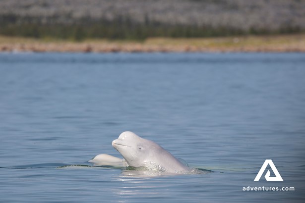 Beluga Whales in Manitoba Canada