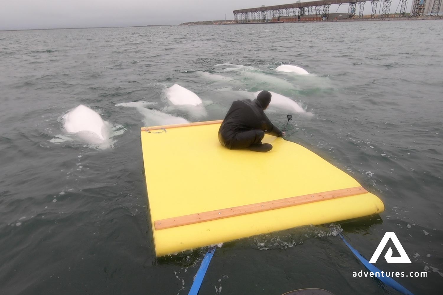 Swimming with Beluga Whales in Iceland