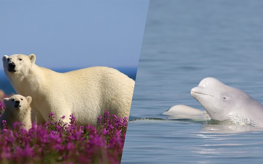 Polar Bears and Beluga Whales Summer Adventure in Churchill