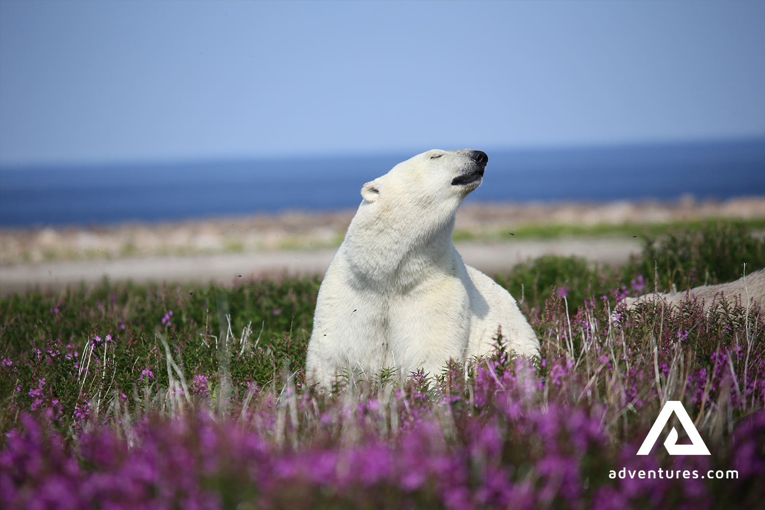 White Polar Bear in Manitoba Canada