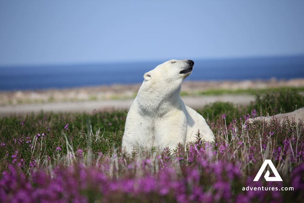 White Polar Bear in Canada