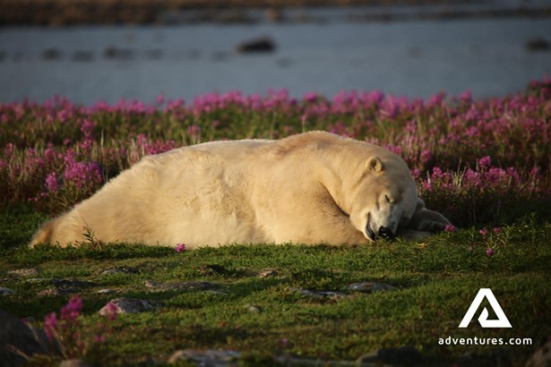 Polar Bear Laying on Ground in Canada