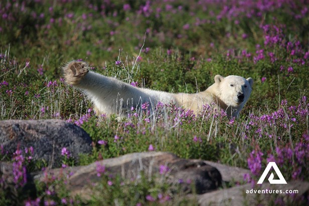 Polar Bear Chilling in Flower Field Manitoba