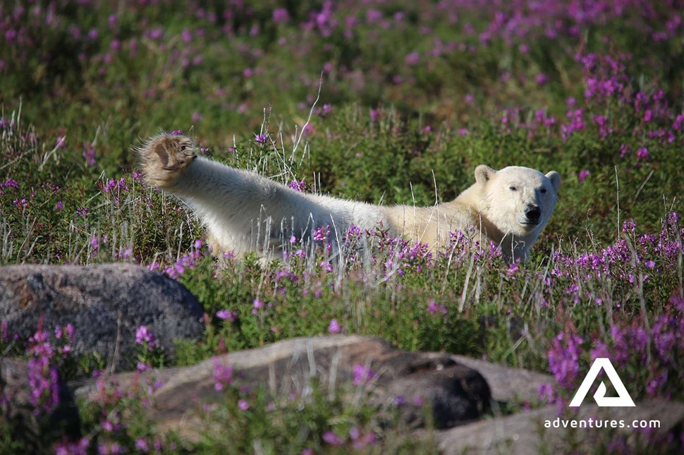 Polar Bear Chilling in Flower Field Manitoba