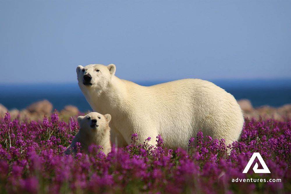 Polar Bears Family in Canada