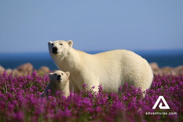 Polar Bears Family in Flower Field