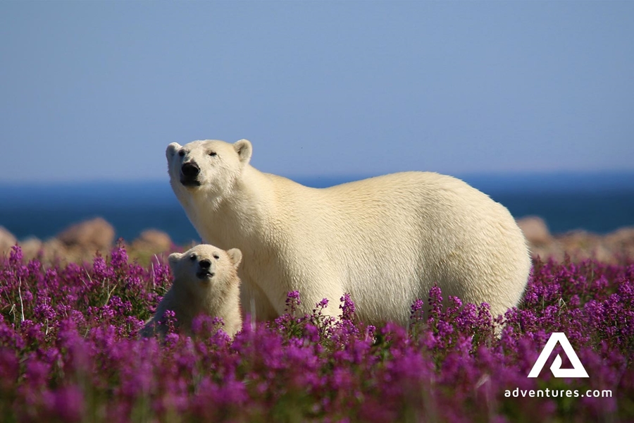 Polar Bears Family in Canada