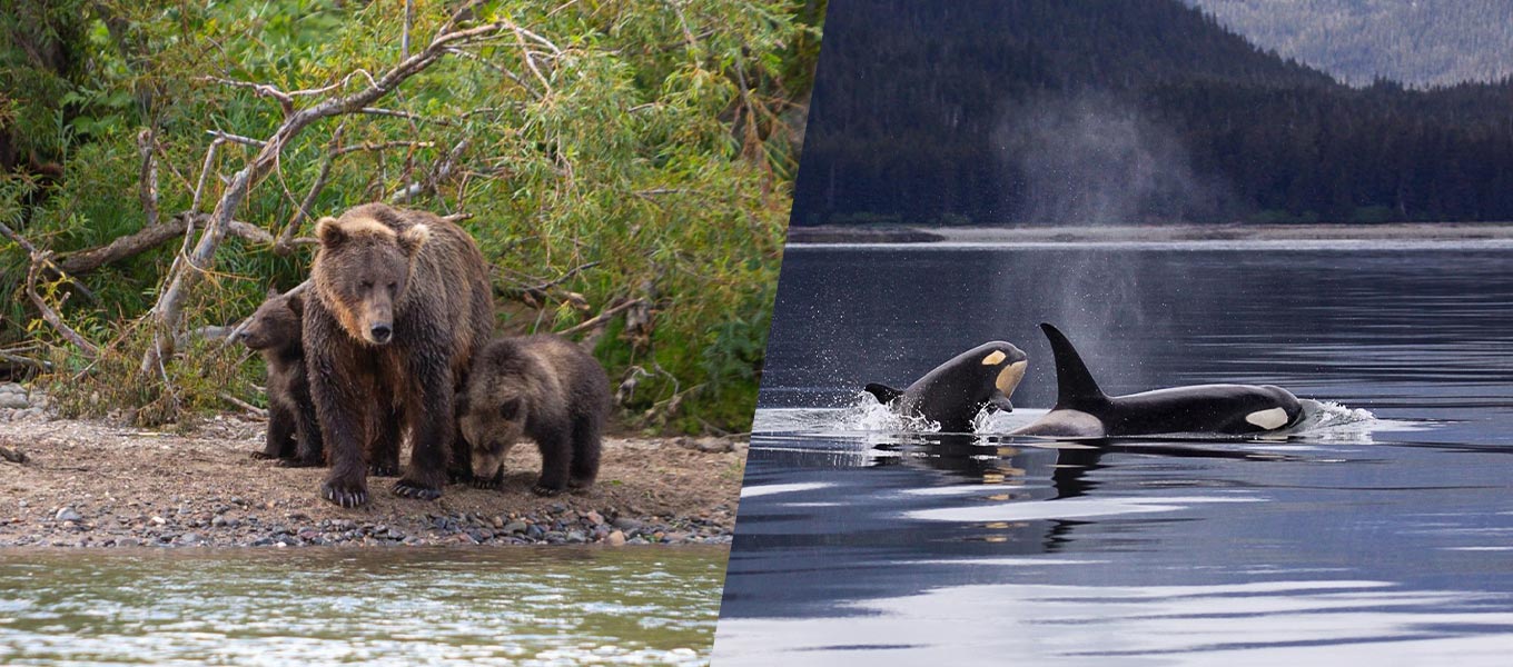 Orcas and Grizzly Bear tour off the North Coast of Vancouver Island