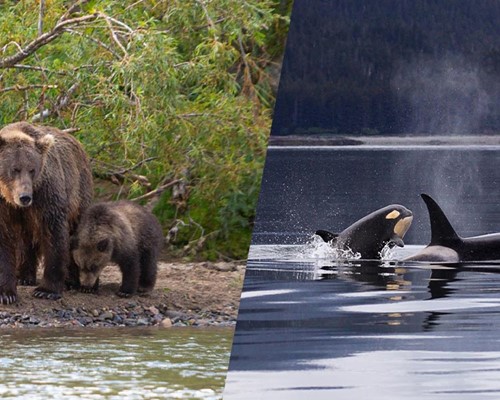 Orcas and Grizzly Bear tour off the North Coast of Vancouver Island