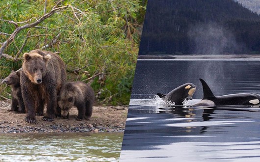 Orcas and Grizzly Bear tour off the North Coast of Vancouver Island