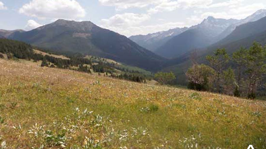 Field by Chilcotin Mountains