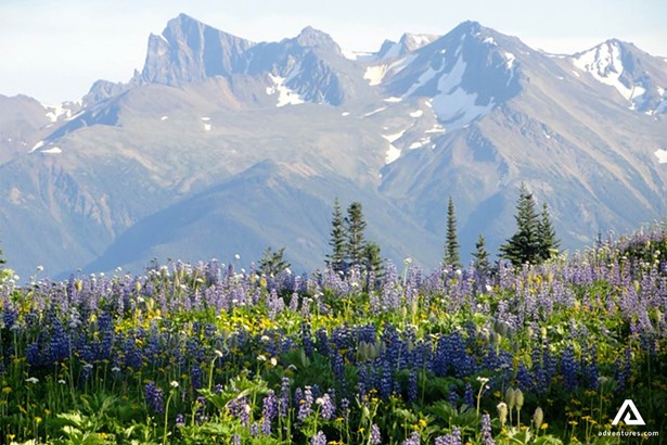 Lupines by Chilcotin Mountains in Canada