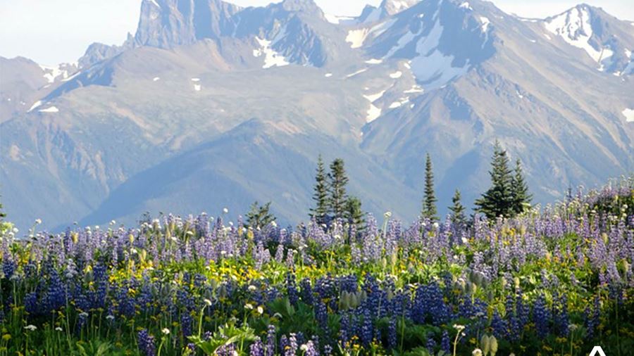 Lupines by Chilcotin Mountains