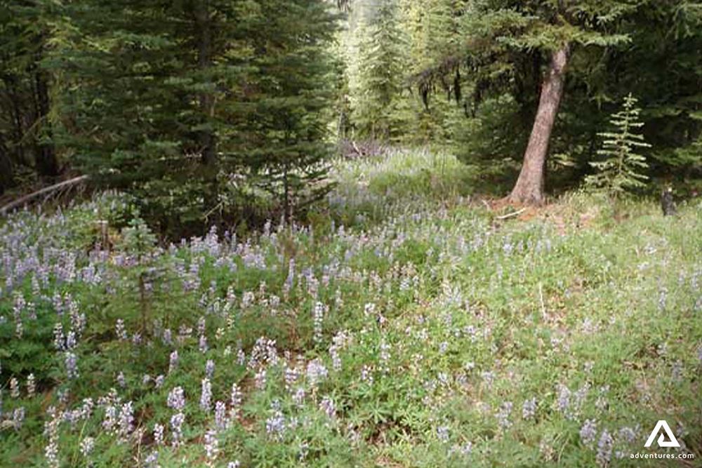 Forest Full of Lupines