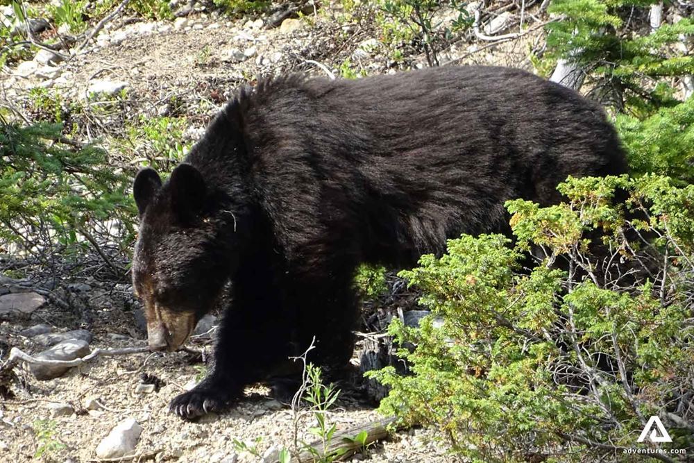 Black Bear in Jasper