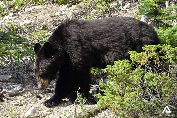 Black Bear in Jasper Canada