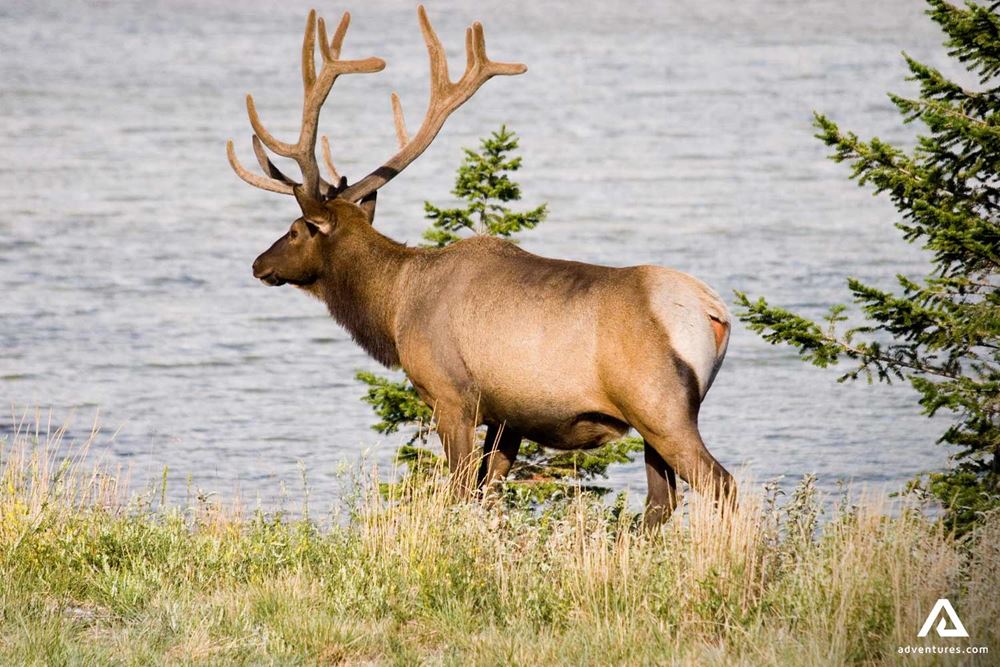 Elk Walking by Lake in Banff
