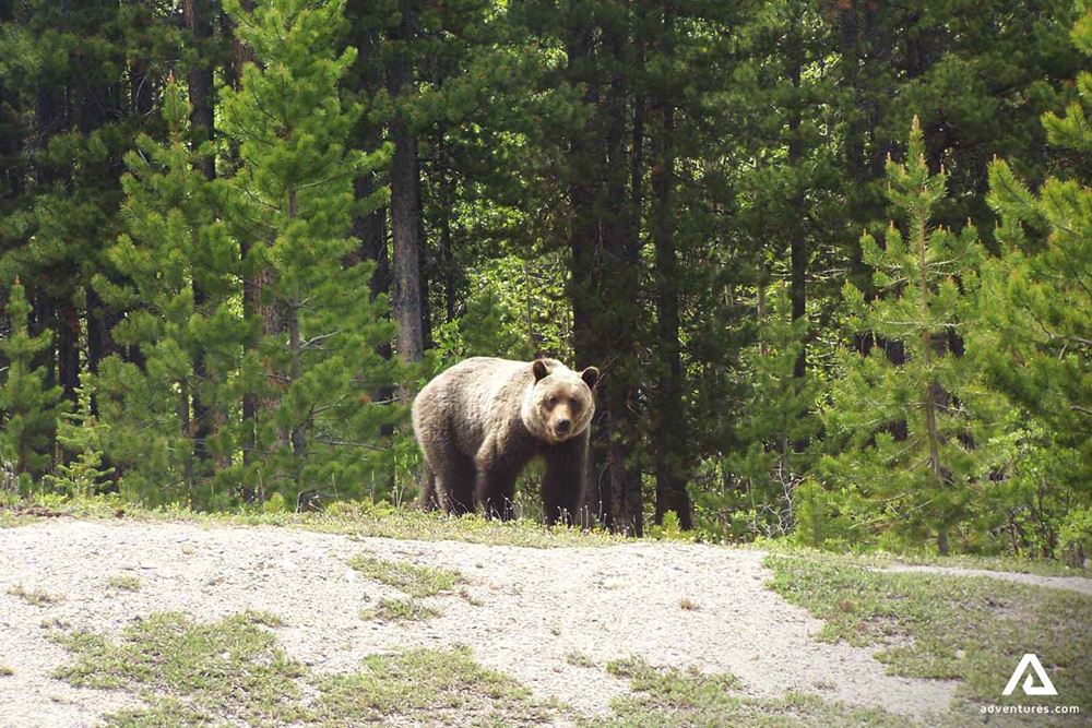 Bear Walking in Forest
