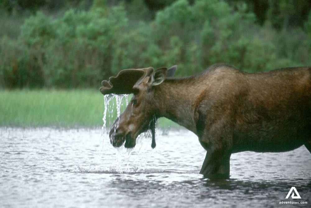 Moose in a Lake