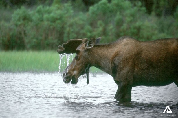 Moose in a Coghlan Lake