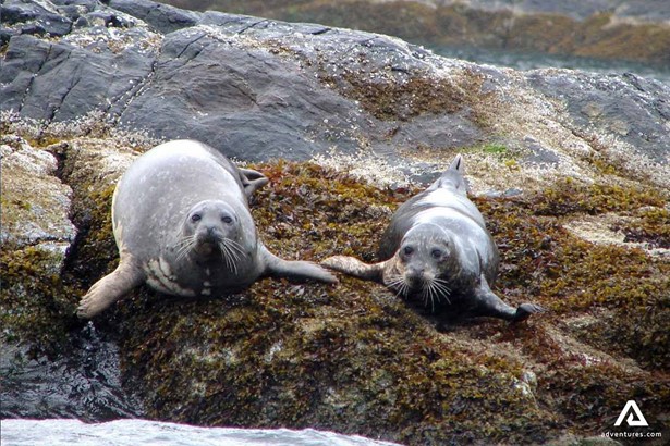 Seals on a Cliff in Vancouver Island