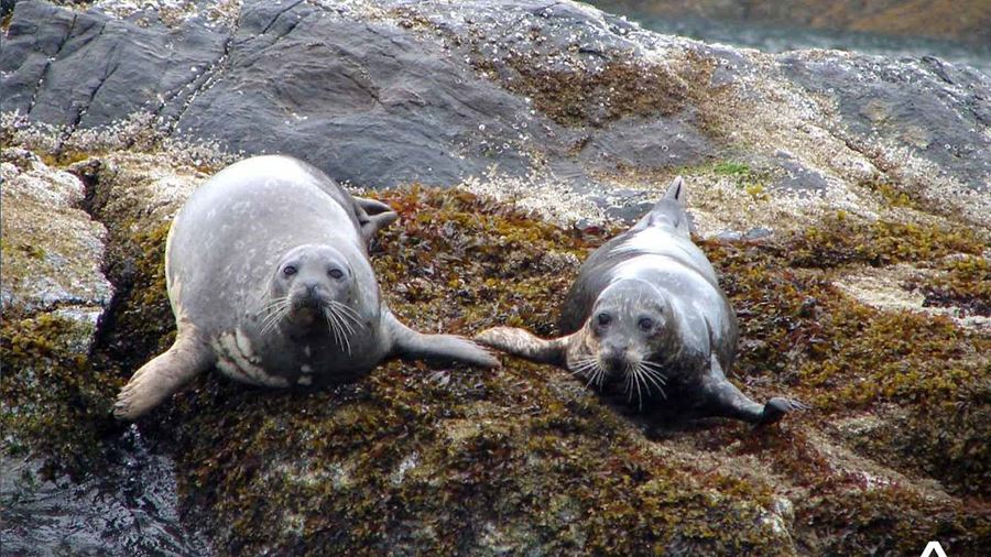 Seals in Vancouver Island