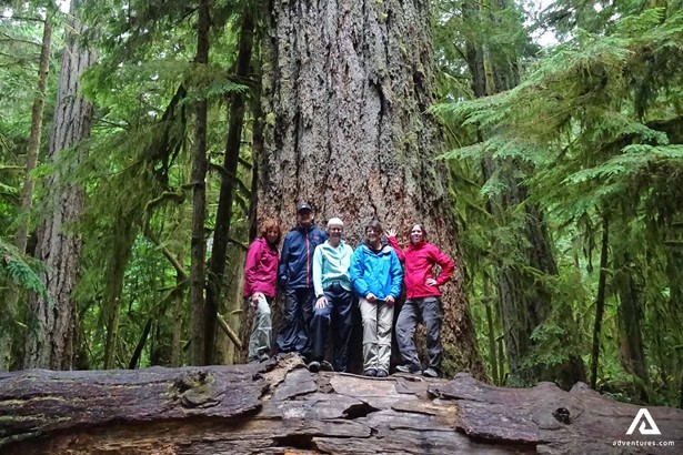 People Standing by Huge Tree in Vancouver Island