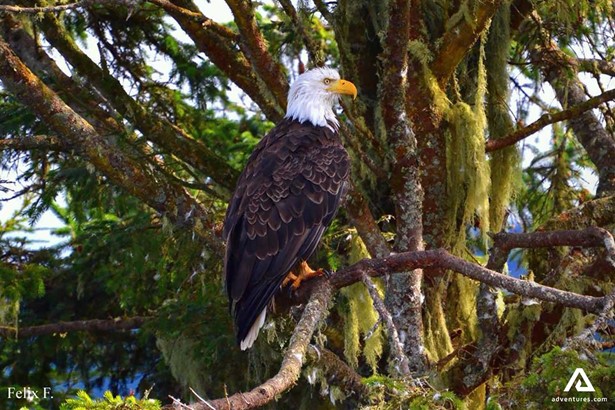 Eagle Sitting in the Tree in Vancouver Island