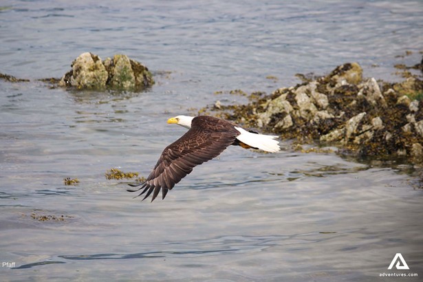 Eagle Flying by the Seashore in Vancouver Island