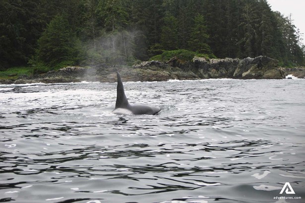 Orca Tofin in the Sea Vancouver Island