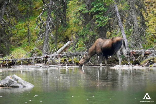 Moose Drinking from Athabasca River