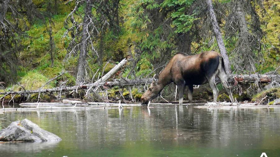 Moose in Athabasca River