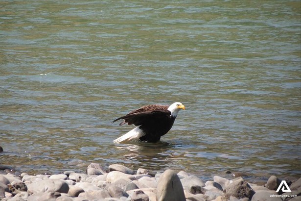 Eagle in Athabasca River Alberta