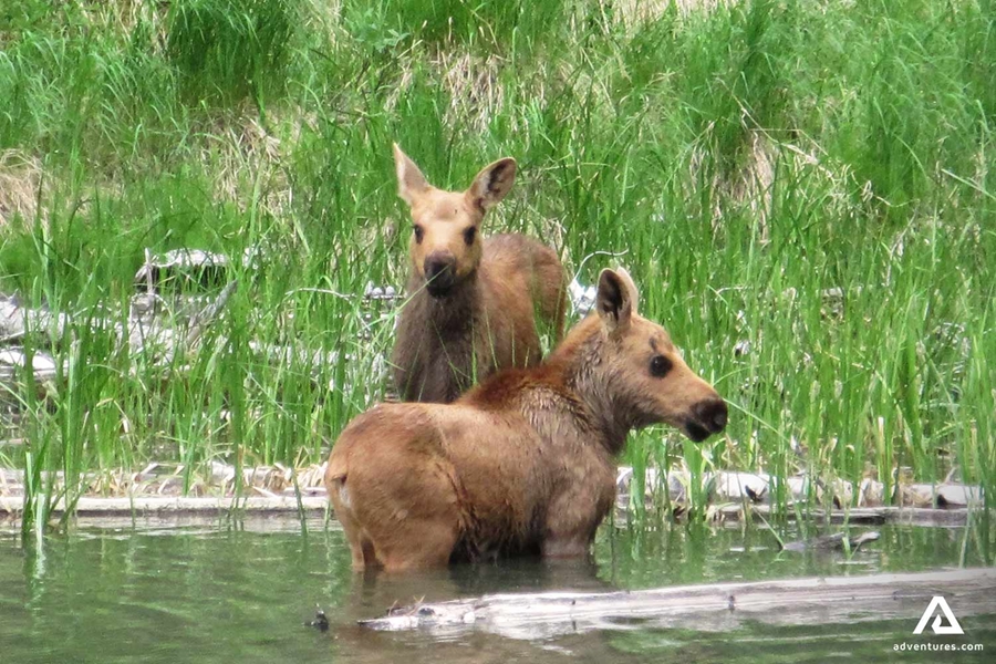 Two Baby Moose in River