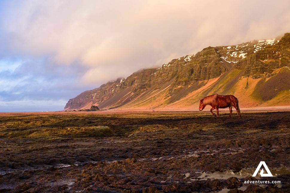 Horse in Icelandic Fields by Mountains