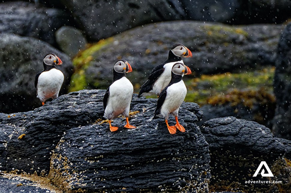 Puffins Sitting on Rocks in Iceland